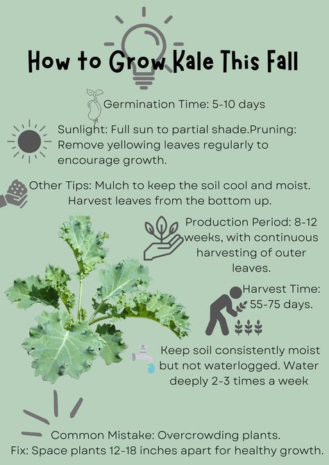 This pin features an image of vibrant, freshly harvested kale leaves in a garden setting. The text overlay reads, 'How to Grow Kale This Fall in Zone 7.' The image highlights the lush green color and crisp texture of the kale, emphasizing the benefits of homegrown produce. Below the title, quick tips on watering, sunlight, and harvesting are listed. The overall design is earthy, with muted tones and natural elements, reflecting the focus on organic gardening. Kale Benefits, How To Grow Kale, Grow Kale, Purple Kale, Growing Kale, Garden 2023, Harvest Time, Mulch, How To Grow