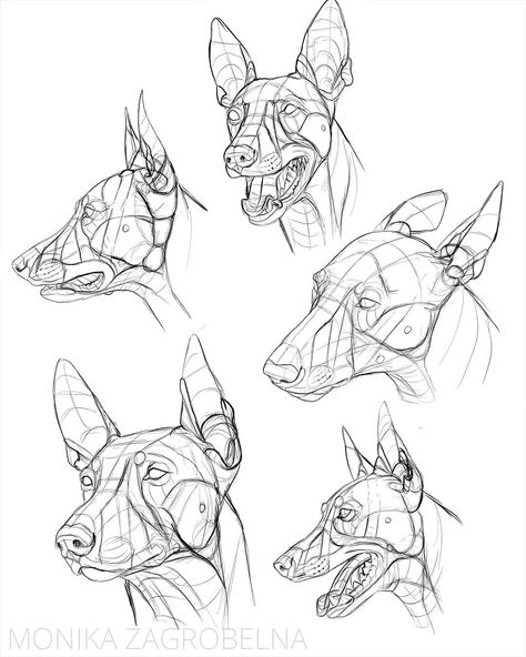 Monika Zagrobelna shared a photo on Instagram: “Canine head studies! (Specifically, the pharaoh hound). For the first time I paid attention to the…” • See 378 photos and videos on their profile. Head Studies, Mechanical Animals, Pharaoh Hound, Face Anatomy, Dog Anatomy, Mountain Drawing, Dog Sketch, Animal Anatomy, Art Basics