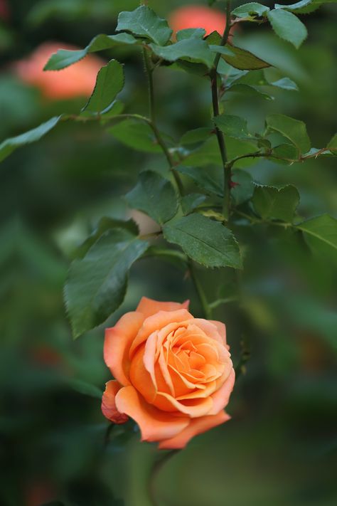 https://flic.kr/p/pL182B | orange rose | Flickr(^_-)-☆ Orange Roses, Beautiful Rose Flowers, Love Rose, Alam Yang Indah, Flower Beauty, Types Of Flowers, Beautiful Blooms, Rose Bouquet, Orange Flowers