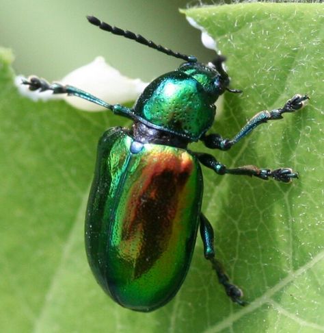 Dogbane beetle Dogbane Beetle, Beautiful Beetles, Bug House, Insect Species, Beautiful Bugs, Beetles, Sea Animals, Sea Life, Bugs