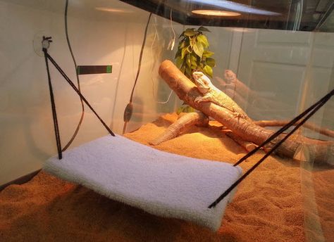 Breaded Dragon, Bearded Dragon Hammock, Bearded Dragon Terrarium Ideas, Dragon Terrarium, Bearded Dragon Diy, Diy Reptile, Bearded Dragon Funny, Bearded Dragon Terrarium, Bearded Dragon Cage