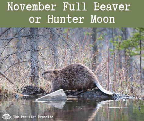 November Full Hunter or Beaver Moon Spiritual Meaning, Correspondences, and Rituals - Beaver Full Moon, Norse Runes Meanings, November Magick, Full Moon Taurus, Full Moon Meaning, Futhark Alphabet, Moon Taurus, November Full Moon, Rune Meanings