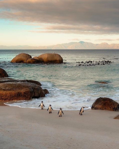 Love Cape Town - It’s not a visit to Cape Town without... Boulders Beach, African Penguin, Boulder Beach, Nature Travel, Cape Town, Travel Bucket, Bouldering, Travel Bucket List, Penguins