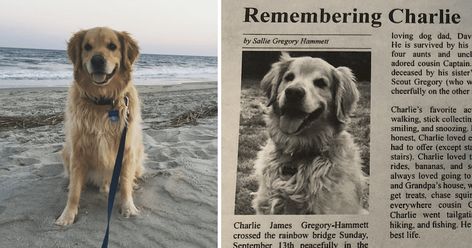 Woman Shares Heartfelt Obituary For Late Golden Retriever Pet Obituary Dogs, Dog Obituary, Dog Letters, Pet Garden, Garden Memorial, Memorial Ideas, Office Dog, Dog Loss, Heaven Quotes