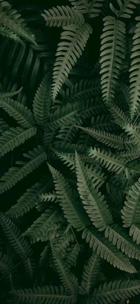 Iphone Wallpaper Plants, Green Collage, Green Wallpapers, Ipad Pro Wallpaper, 4k Wallpaper Iphone, Green Quotes, Grass Wallpaper, Apple Logo Wallpaper Iphone, Iphone11 Pro