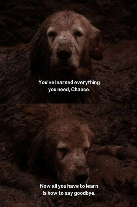 Homeward Bound Movie, Homeward Bound, Childhood Movies, Love Film, Make You Cry, Disney Quotes, Movie Scenes, Movie Quotes, Disney Movies