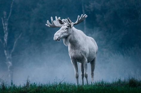 Nature is Lit on Twitter: "🔥 A rare white moose photographed by Anders Tedeholm in Sweden… " Albino Moose, Moose Pictures, Rare Albino Animals, White Moose, Deer Species, White Animals, Albino Animals, Deer Family, Animal References