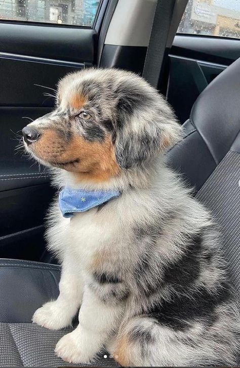 18 Adorable Photos of Cute Australian Shepherd Puppies To Make Your Day Australian Shepherd Colors, Black Australian Shepherd, Cute Big Dogs, Merle Australian Shepherd, Mini Australian Shepherds, Aussie Shepherd, Australian Shepherd Puppy, Cute Dogs Images, Aussie Puppies