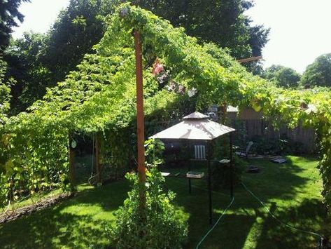 Hops Garden Ideas, Hops Vine Trellis, Hops Plant Trellis, How To Grow Hops Trellis Ideas, Trellis Ideas For Shade, Hops Growing Trellis Ideas, Growing Hops Trellis, Vines Growing On House, Hops Trellis Ideas