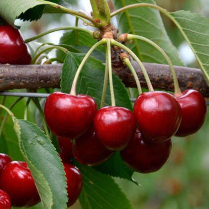 Cherry Royal Crimson Prunus Avium, Compost Bucket, Plants Under Trees, Lilac Tree, Grow Bags, Different Seasons, Deciduous Trees, Fruit Trees, Cold Winter