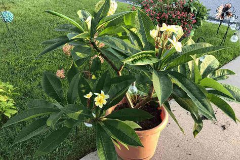 If you let your precious plumeria grow outside without any restrictions, it will reach a height of up to 25 feet when fully grown. The canopy will also have the same width spread. However, keeping Plumeria Indoor, Plumeria Care, Plumeria Plant, Zone 9b, Plumeria Tree, Potted Plants Patio, Plumeria Flowers, Australian Garden, Tree Care