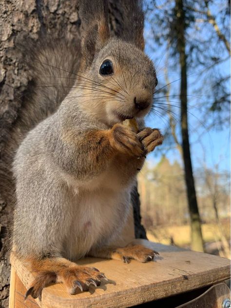 Autumn Animals Aesthetic, Autumn Aesthetic Animals, Squirrel Aesthetic, Fall Party Snacks, Fall Tv Shows, Fall Animals, September Autumn, Animals Aesthetic, Autumn Animals