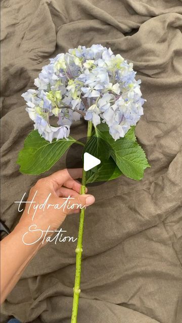 Berna on Instagram: "I was lucky enough to snare some beautiful hydrangea stems from my sisters garden in Ferny Creek, and deliberately let this one wilt so I could show you this little bit of magic triage I’ve only just discovered. I want my flowers to have a reputation of the BEST kind…that of being naturally long lasting; knowing how to condition without the use of chemicals, is important to me. Hope this is helpful to anyone watching, in extending the life of their precious flowers. Let me know what you think! Berna x 0438 184 237 #bespokeflowers #billybuttons #justask #surfcoastflowers #torquayflowers #seasonalflowers #choosewell #affordable #ranunculus #dahlias #sustainableflowers #flowersubscriptions #soilblocking #gardentogate #seasons #hydrangeas #compost #tor Hydrangea Floral Arrangements, Gardening Therapy, Hydrangea Flower Arrangements, Sustainable Flowers, Rose Flower Arrangements, Hydrangea Arrangements, Billy Buttons, Floral Arranging, Hydrangea Bouquet