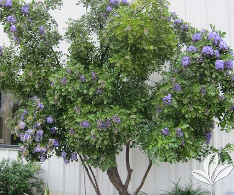 If you are looking for a smaller size evergreen tree to accent a sunny spot … Continue reading Plant of the Week – Texas Mountain Laurel → Texas Evergreen Landscape, Ornamental Trees Landscaping, Texas Mountain Laurel Tree, Texas Native Trees, Texas Lilac Tree, Texas Madrone Tree, Laurel Plant, Texas Mountain Laurel, Spring Blooming Trees