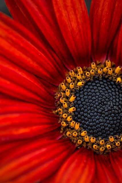 Macro Fotografie, Foto Macro, Encinitas California, African Daisy, Sunflowers And Daisies, Gerbera Daisies, Macro Flower, Gerber Daisies, Heart Red