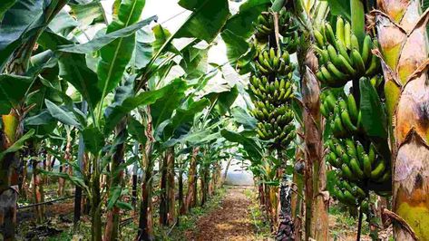 Banana Seeds, Farming Guide, Banana Flour, Banana Plant, Banana Benefits, Banana Plants, Tree Pruning, Banana Tree, Tree Care