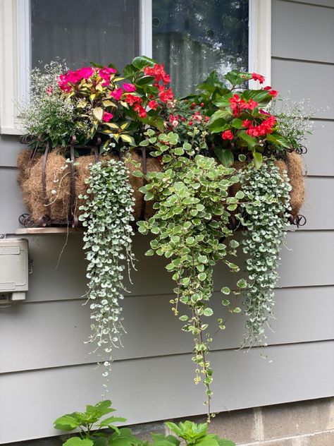 Window Flowers Outdoor, Plants Outside Window, Window Baskets Ideas, Iron Window Boxes, Window Garden Outdoor, Metal Window Boxes Wrought Iron, Window Basket Flowers, Window Planter Ideas, Window Planter