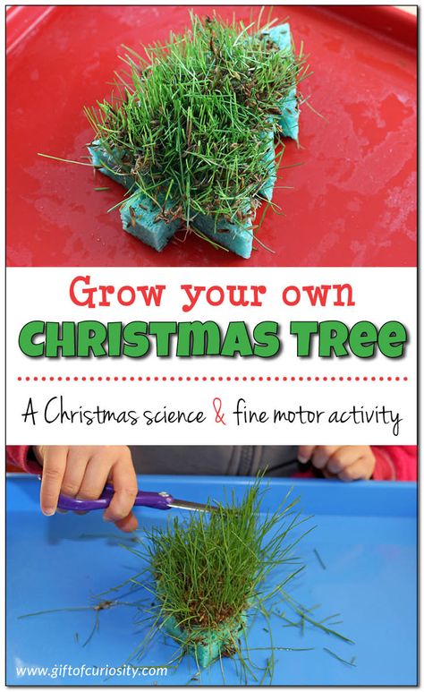 Grow your own Christmas tree sponge Christmas Science Activities, Christmas Science Experiments, Christmas Units, Christmas Science, Fine Motor Activity, Christmas Activity, Science Activities For Kids, Christmas Activities For Kids, Christmas School