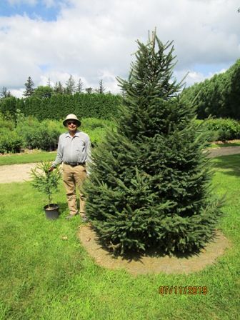 Norway Spruce Tree Landscaping, Creekside Landscaping, Evergreen Trees Landscaping, Front Yard Trees, Windbreak Trees, Norway Spruce Tree, Landscape Privacy, Tree Transplanting, 2023 Landscape