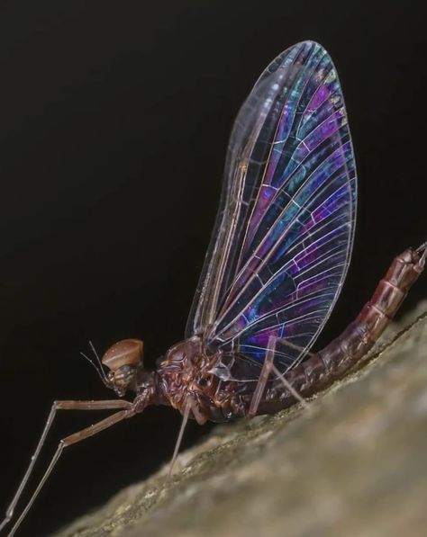 Male mayfly (Cloeon species).  Photo:  Luke D. Chambers. Sand Man, 2024 Books, Mayfly, Bugs And Insects, Travel Stories, Natural Wonders, Bugs, Insects, Books