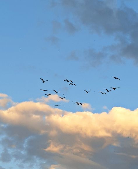 Simple Nature Pictures, Bird Flying Aesthetic, Soaring Aesthetic, Libertad Aesthetic, Birding Aesthetic, Aesthetic Birds Flying, Birds Flying Aesthetic, Blue Sky With Birds, Sky With Birds