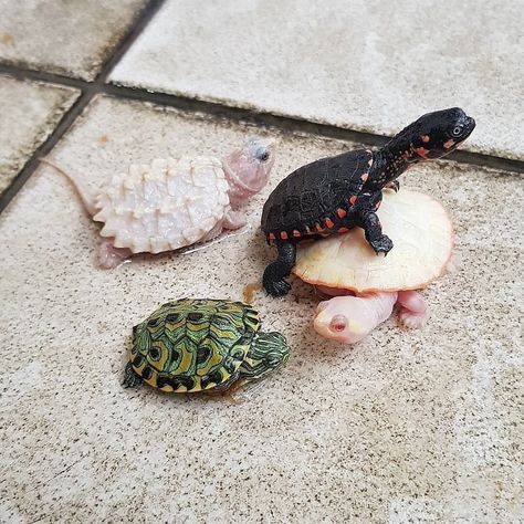 @turtle_filast on Instagram: “i love you 😊 Follow us for more @turtle_filast 👫 Tag a friend⠀ Awww 🥰 . Photo📸 . @turtles_and_tortoise Reposted from turtles.gram_ (Please…” Musk Turtle, Cute Sea Turtle, Big Turtle, Save The Sea Turtles, Turtle Bay Resort, Leopard Geckos, Baby Sea Turtle, Turtle Shirts, Box Turtle