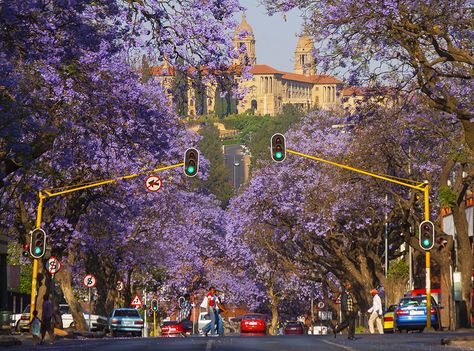 Nicknamed the Jacaranda City, Pretoria's suburban streets are lined with thousands of jacaranda trees. In fact it is thought that 17% of all the trees in Pretoria are jacarandas. Johannesburg City, Jacaranda Tree, Africa Do Sul, South Africa Travel, Historical Landmarks, Pretoria, Southern Africa, The Grove, Nairobi