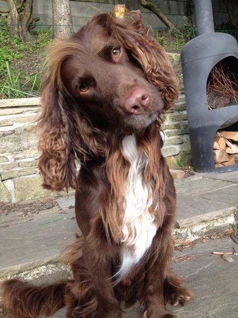 Chocolate Sprocker Spaniel Working Spaniel, Springer Dog, Sprocker Spaniel, Field Spaniel, Working Cocker, Cocker Spaniel Puppies, Cocker Spaniel Dog, Spaniel Puppies, Dachshund Puppies