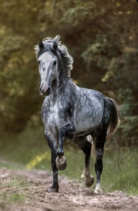 Gray Horses, Dapple Grey Horses, Beautiful Horses Photography, Elegant Horse, Cute Horse Pictures, Big Horses, Andalusian Horse, Horse Aesthetic, Grey Horse