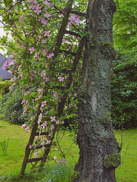 Garden Ladder Ideas, Indoor Vines, Ladder Ideas, Garden Ladder, Homemade Garden Decorations, Old Ladder, Garden Obelisk, Upcycle Garden, Garden Decor Ideas