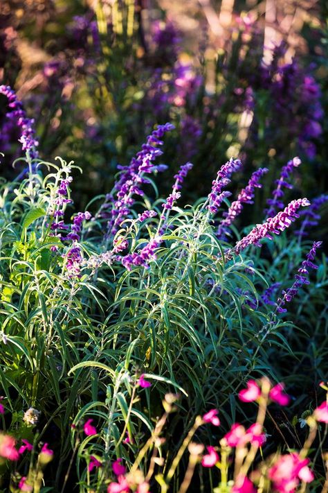 If you want to attract bees to your garden, you'll need to plant a mix of flowers, making sure something is in bloom year-round. Here are 6 bee-friendly plants, perfect for Australian gardens. Australian Perrenial Garden, Brisbane Garden Plants, Native Grasses Australia, Australian Native Pollinator Garden, Australian Native Bee Garden, Australian Perennial Garden, Cottage Gardens Australia, Grasses Garden Australia, Cottage Garden Australian