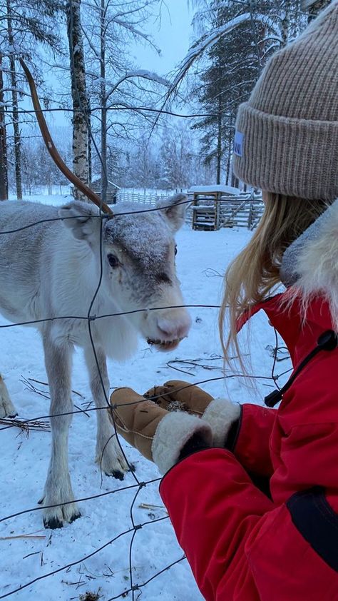 Best Christmas Destinations In The World | Vacation Aesthetic Christmas Red And White Aesthetic, Christmas Aesthetic Reindeer, Christmas Red Aesthetic, Lapland Aesthetic, Feeding Reindeer, Finland Aesthetic, Best Christmas Destinations, Santas Village, Feeding Animals