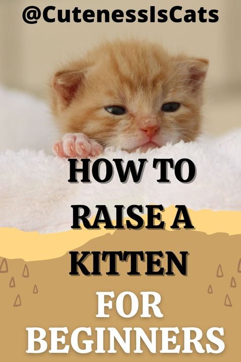 "Of course when you adopt a kitten as a beginner you probably don't know how to treat your cat correctly so we gave you many advices hop you benefits" pllz Follow Us For More tips THAT may help your cat Alot☺️ How To Raise A Kitten, Raising A Kitten Tips, What Do You Need For A New Kitten, How To Train A Kitten To Do Tricks, How To Care For Kittens Tips, Raising Kittens, How To Bathe A Kitten, Kitten Breeds, Getting A Kitten