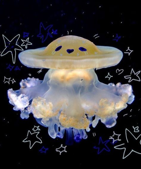 Jellyfish Username Ideas, Aesthetic Sea Creatures, Ocean Animals Aesthetic, Silly Jellyfish, Silly Sea Creatures, Ocean Life Aesthetic, Mood Pics Cute, Jellyfish Core, Sea Life Aesthetic