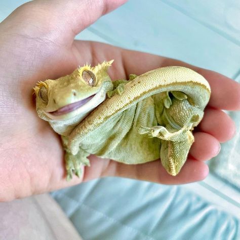 Crested Gecko Habitat, Cute Gecko, Pet Lizards, Cute Lizard, Reptile Room, Cute Reptiles, Crested Gecko, Lovely Creatures, Reptiles Pet