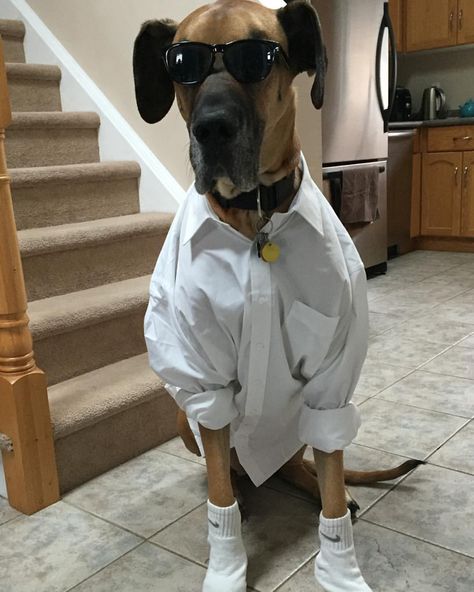 These Great Danes love Halloween as much as their humans do. Halloween’s for the Great Danes too! If you’re looking for Halloween costume ideas for your dogs, you’ve come to the right place. Great Dane Halloween Costumes, Great Dane Costume, Great Dane Halloween, Gatsby Halloween, Husky Pet, Great Dane Rescue, Great Dane Puppies, Show Animals, Pets Quotes