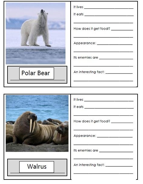 Biomes Activities, Animal Fact File, Arctic Animals Preschool, Animal Facts For Kids, Winter Classroom Activities, Animals Preschool, Vertebrates And Invertebrates, Animals Information, Animal Adaptations