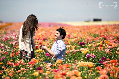 Suprise Proposal Photography | Carlsbad Flower Fields Field Proposal, Suprise Proposal, Engagement Ring Photography, Carlsbad Flower Fields, Wildflower Wedding Theme, Field Engagement Photos, Wildflower Wedding Bouquet, Spring Engagement Photos, Proposal Photography