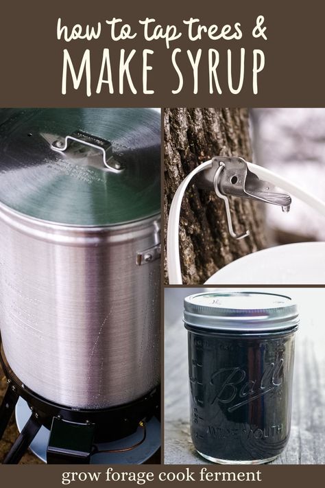 Late winter is tree tapping season for maple syrup! Learn how to tap trees, which trees you can tap beyond maple, and how to make your own homemade syrup from the sap right in your backyard! Winter Season Food, Winter Foraging, Tree Tapping, Make Syrup, Herb Remedies, Easy Winter Recipes, Food Forest Garden, Healthy Winter Meals, Wild Foraging