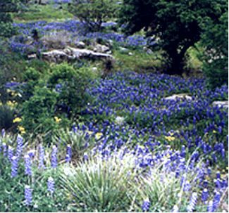 God planted them and we love them, Texas wildflowers Texas Places, Elder Care, Texas Bluebonnets, Texas Country, Indian Paintbrush, Colorful Places, Purple Garden, Open Field, Strawberry Fields