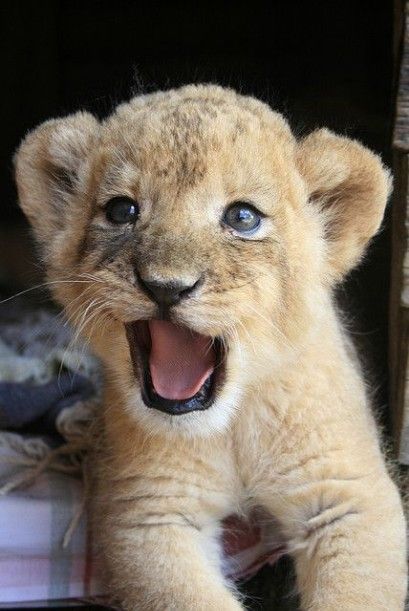 Baby Lions, Lion Cubs, Cute Small Animals, Interesting Animals, Cute Lion, Lion Cub, Baby Lion, Cute Wild Animals, Cute Animal Photos