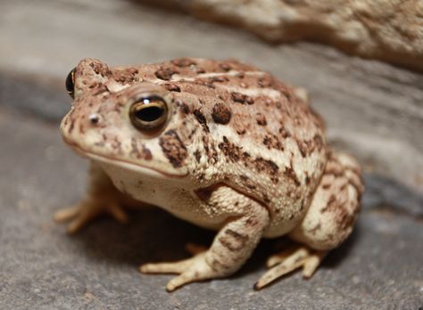 Frog - Kiss me baby!.... Toad Frog, Frogs And Toads, Frog Refrences, Frog From Frog And Toad, Toad Animal, Toad Frog Photography, Frog Photography Nature, Frogs In Nature Aesthetic, Frog Tattoos