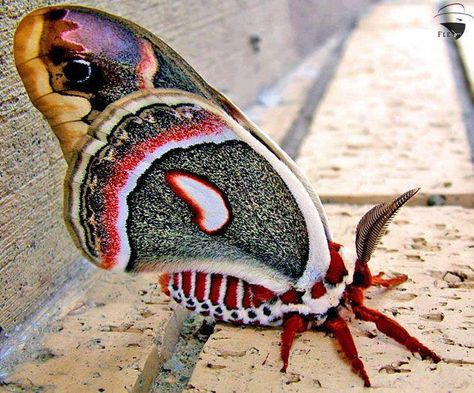 Cecropia Moth, Colorful Moths, Cool Insects, Moth Caterpillar, Wild Animals Pictures, Beautiful Bugs, Butterfly Kisses, Creepy Crawlies, A Bug