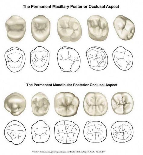 #dentalhygiene Dental Hygienist School, Dental Assistant Study, Dental Photos, Dental Hygiene Student, Dental World, Dental Videos, Dental Photography, Kedokteran Gigi, Dental Hygiene School