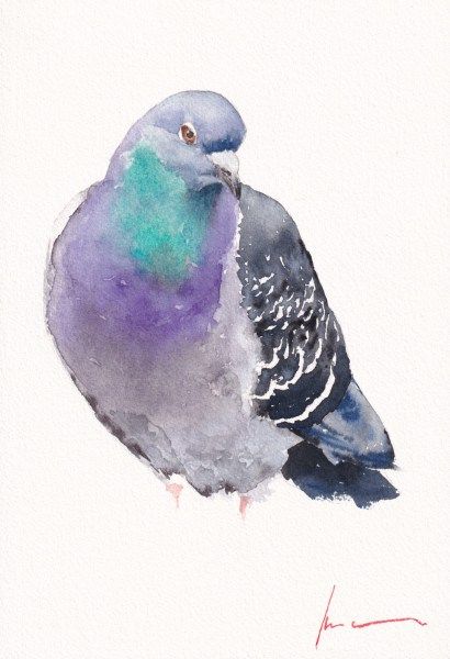 Rock Pigeon Rock Pigeon, Bird Watercolor Paintings, Artist Materials, Watercolor Painting Techniques, Animal Sketches, Watercolor Bird, Watercolor Animals, Kraken, Wildlife Art