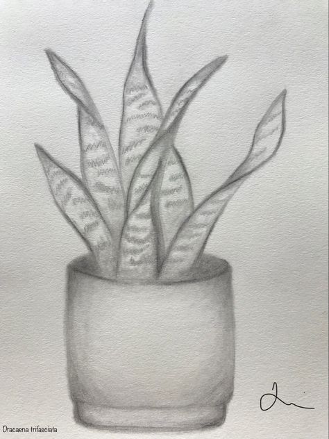 Graphite pencils on 400 series paper Easy Plant Sketches, Plant Drawing Realistic, Small Plant Drawing, Easy Graphite Drawings, Plant Sketch Pencil, Snake Plant Drawing, Potted Plant Drawing, Dracaena Trifasciata, Pencil Plant