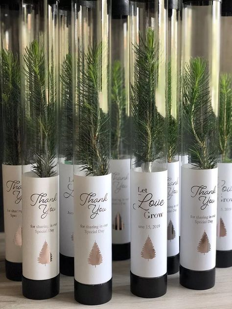 Tree Wedding Favors, Let Love Grow, Winter Wedding Decorations, Event Favors, Best Wedding Favors, Rustic Wedding Favors, Future Wedding Plans, Wedding Favors For Guests, White Pine