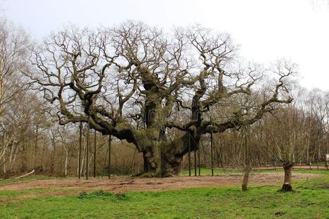 Major Oak Sherwood, Sherwood Forest, Balcony Grill Design, Oak Forest, Old Trees, Grill Design, Oak Tree, Green Man, England