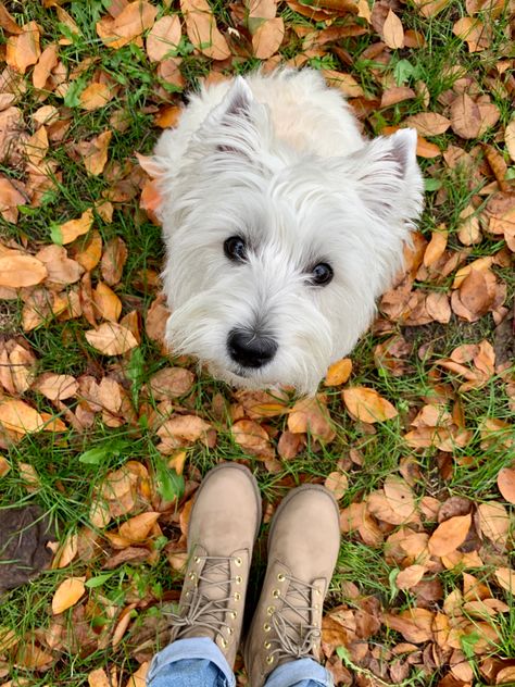 West Terrier, Highlands Terrier, Westie Dogs, West Highland White, West Highland White Terrier, West Highland Terrier, White Terrier, Fluffy Animals, Scottish Terrier