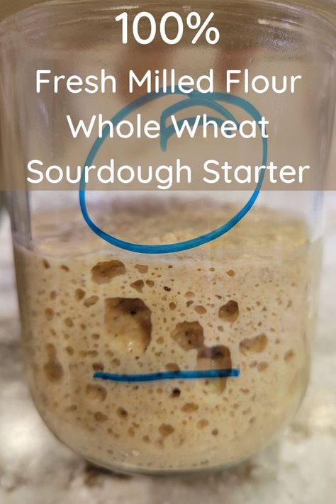 mason jar full of sourdough starter showing it more than doubled in size after a feeding, and a lot of natural yeast air bubbles Whole Wheat Sourdough Starter Recipe, Whole Wheat Sourdough Starter, Feed Sourdough Starter, Ancient Grain Bread Recipe, Wheat Sourdough Starter, Wheat Berry Recipes, Dough Starter Recipe, Fresh Milled Flour, Wheat Flour Recipes